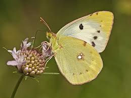 Attēlu rezultāti vaicājumam “Colias croceus underside”