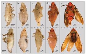 Attēlu rezultāti vaicājumam “Cephalozia bicuspidata sporophyte”