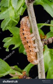 Attēlu rezultāti vaicājumam “Noctua fimbriata larva”