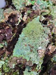 Attēlu rezultāti vaicājumam “Punctelia subrudecta”