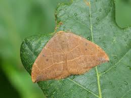 Attēlu rezultāti vaicājumam “Watsonalla binaria”