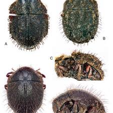 Attēlu rezultāti vaicājumam “Byrrhidae”