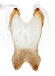 Attēlu rezultāti vaicājumam “Eupithecia succenturiata”