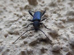 Attēlu rezultāti vaicājumam “Callidium violaceum”