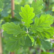 Attēlu rezultāti vaicājumam “Quercus robur Fastigiata leaf”