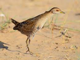 Image result for Porzana pusilla