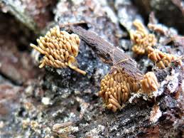 Attēlu rezultāti vaicājumam “Stemonitopsis typhina young”