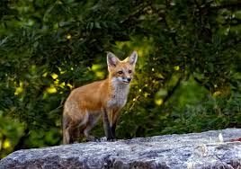 Attēlu rezultāti vaicājumam “Vulpes vulpes  juvenile”