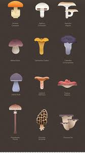 Attēlu rezultāti vaicājumam “Cratarellus cornucopioides”