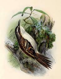 Attēlu rezultāti vaicājumam “Certhia familiaris”