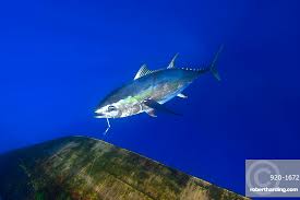 Image result for Thunnus albacares
