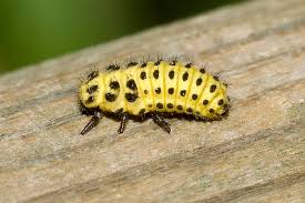 Attēlu rezultāti vaicājumam “Psyllobora vigintiduopunctata”