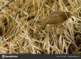 Image result for Crex crex