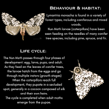 Attēlu rezultāti vaicājumam “Lymantria monacha pupa”