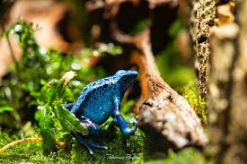 Image result for blauer baumsteiger