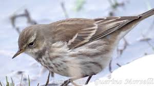 Image result for Anthus spinoletta