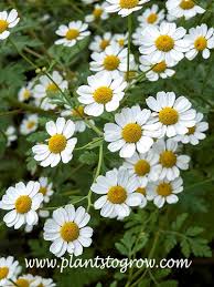 Image result for Tanacetum parthenium