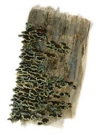 Attēlu rezultāti vaicājumam “Hymenochaete tabacina”