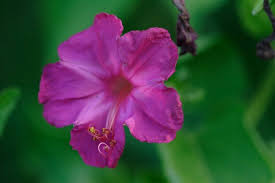 Image result for Mirabilis jalapa