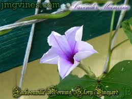 Image result for Ipomoea Lavender
