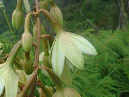 Attēlu rezultāti vaicājumam “Pyrola chlorantha bud”