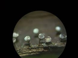 Attēlu rezultāti vaicājumam “Craterium aureonucleatum spores”