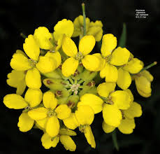 Attēlu rezultāti vaicājumam “Erysimum hieracifolium flower”
