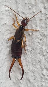 Attēlu rezultāti vaicājumam “Forficula auricularia”