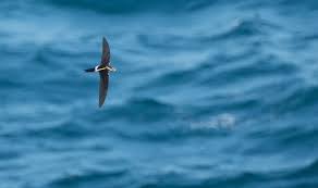 Image result for Apus pacificus