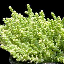 Image result for Sedum acre
