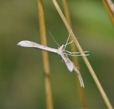 Attēlu rezultāti vaicājumam “Stenoptilia pterodactyla”