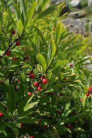 Attēlu rezultāti vaicājumam “Daphne mezereum fruit”
