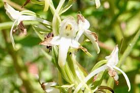 Attēlu rezultāti vaicājumam “Platanthera bifolia flower”