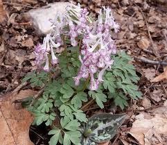 Attēlu rezultāti vaicājumam “Corydalis solida”