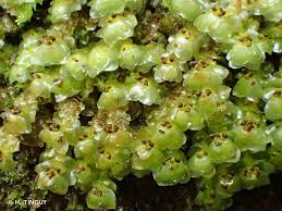 Attēlu rezultāti vaicājumam “Scapania nemorea”