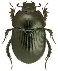 Attēlu rezultāti vaicājumam “Geotrupes”