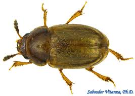 Attēlu rezultāti vaicājumam “Leiodidae”