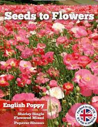 Image result for Papaver rhoeas 'Shirley'
