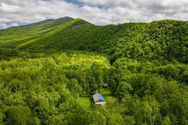 Image result for лес,