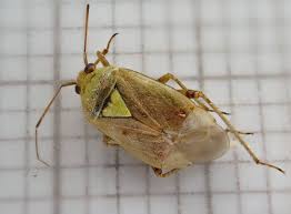 Attēlu rezultāti vaicājumam “Lygus nymph”