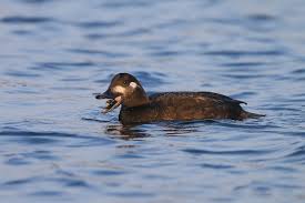 Attēlu rezultāti vaicājumam “Melanitta fusca male”