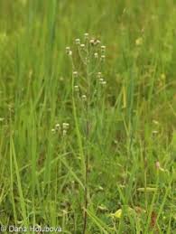 Attēlu rezultāti vaicājumam “Erigeron acris”