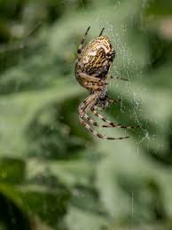Attēlu rezultāti vaicājumam “Araneidae”