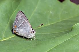 Attēlu rezultāti vaicājumam “Favonius quercus”