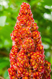 Attēlu rezultāti vaicājumam “Rhus typhina flower”