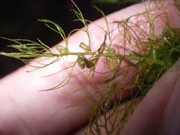 Image result for Utricularia