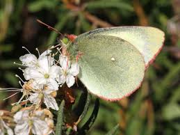 Attēlu rezultāti vaicājumam “Colias palaeno male”