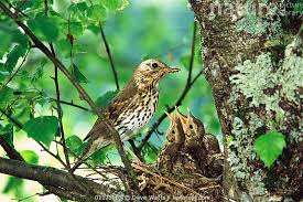 Attēlu rezultāti vaicājumam “Turdus philomelos nest”