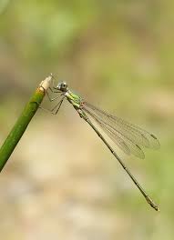 Attēlu rezultāti vaicājumam “Chalcolestes viridis”