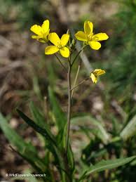 Image result for Diplotaxis tenuifolia